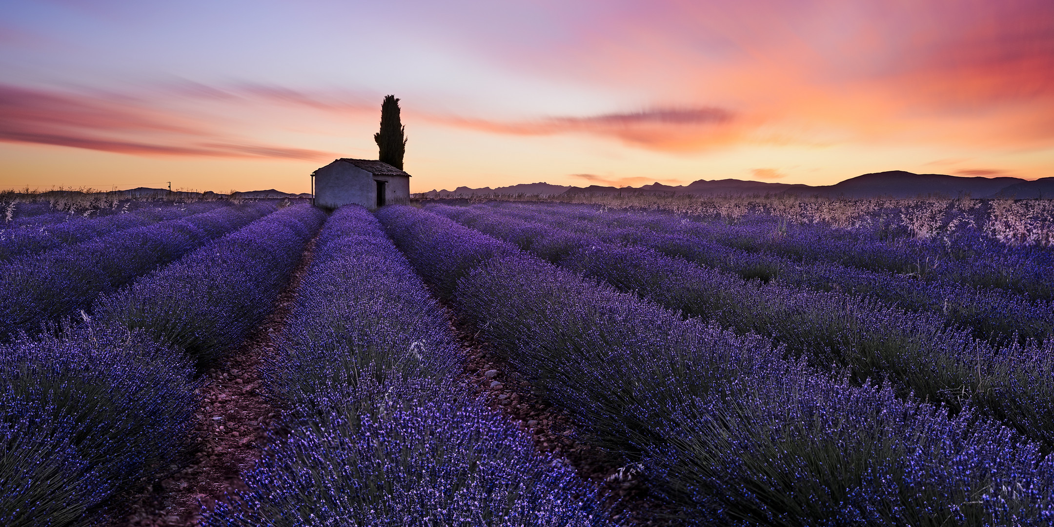 "Lavender Blue"