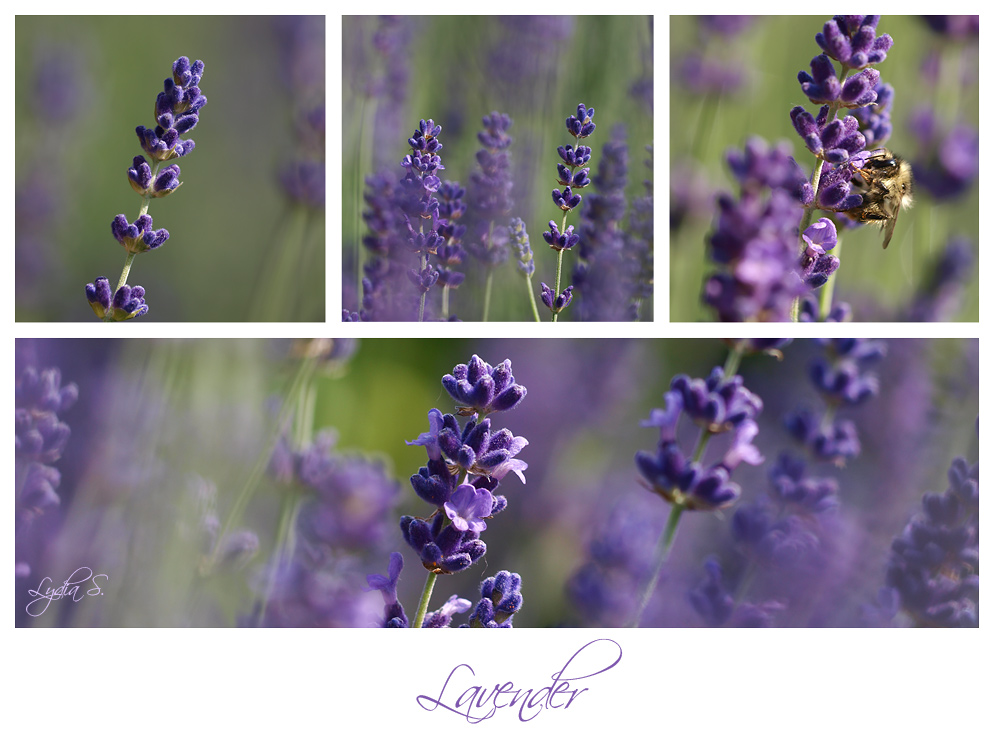 ...Lavender Blue...