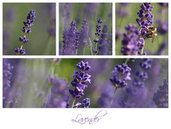 ...Lavender Blue...