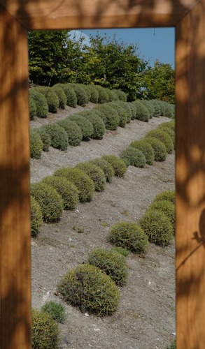 Lavender Bushes