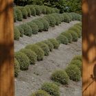 Lavender Bushes