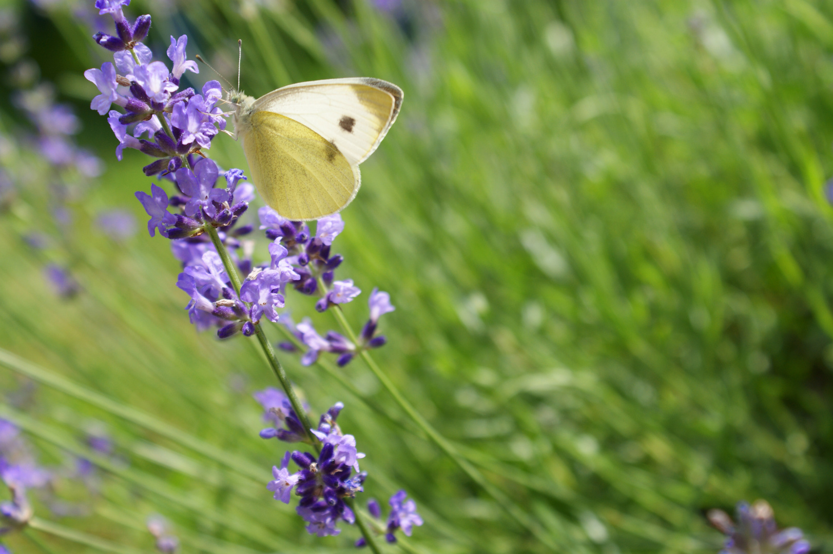 Lavender - Butterfly