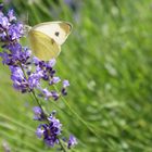 Lavender - Butterfly