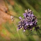 Lavender