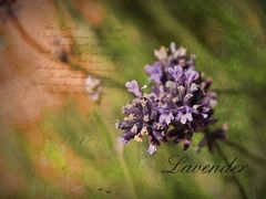 Lavender