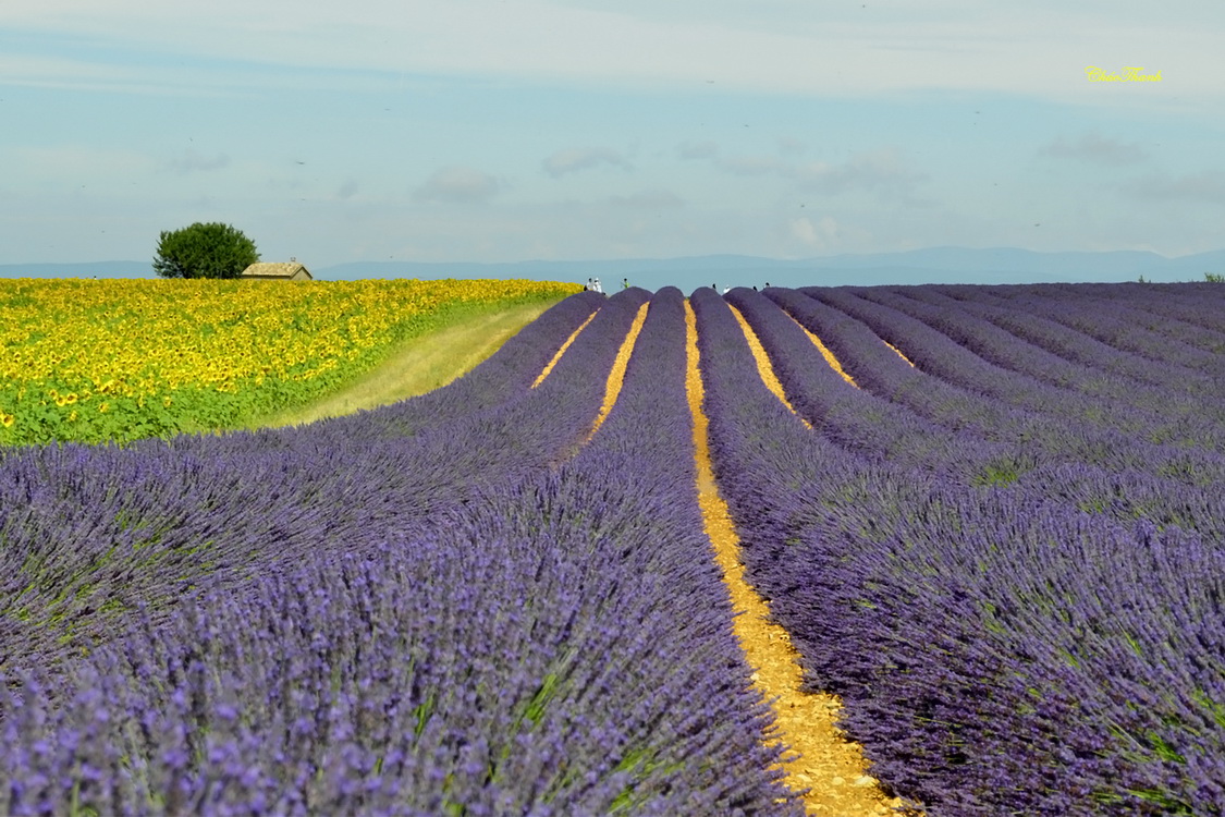 Lavender