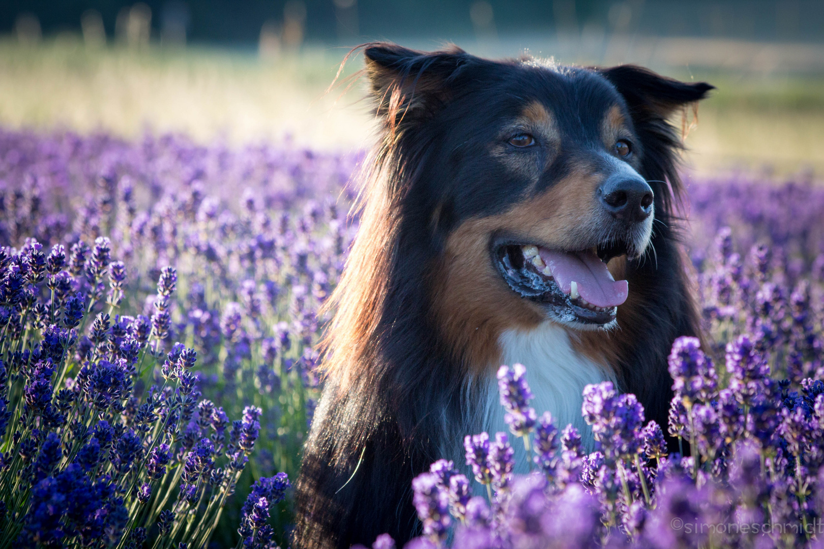 Lavender.