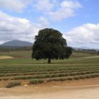 Lavender Farm in Northern Tassie