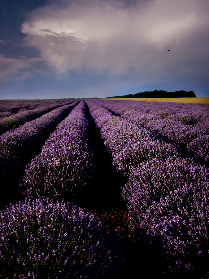 lavender field