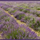 Lavender field