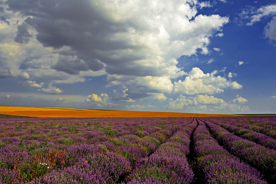 Lavender field