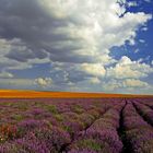 Lavender field