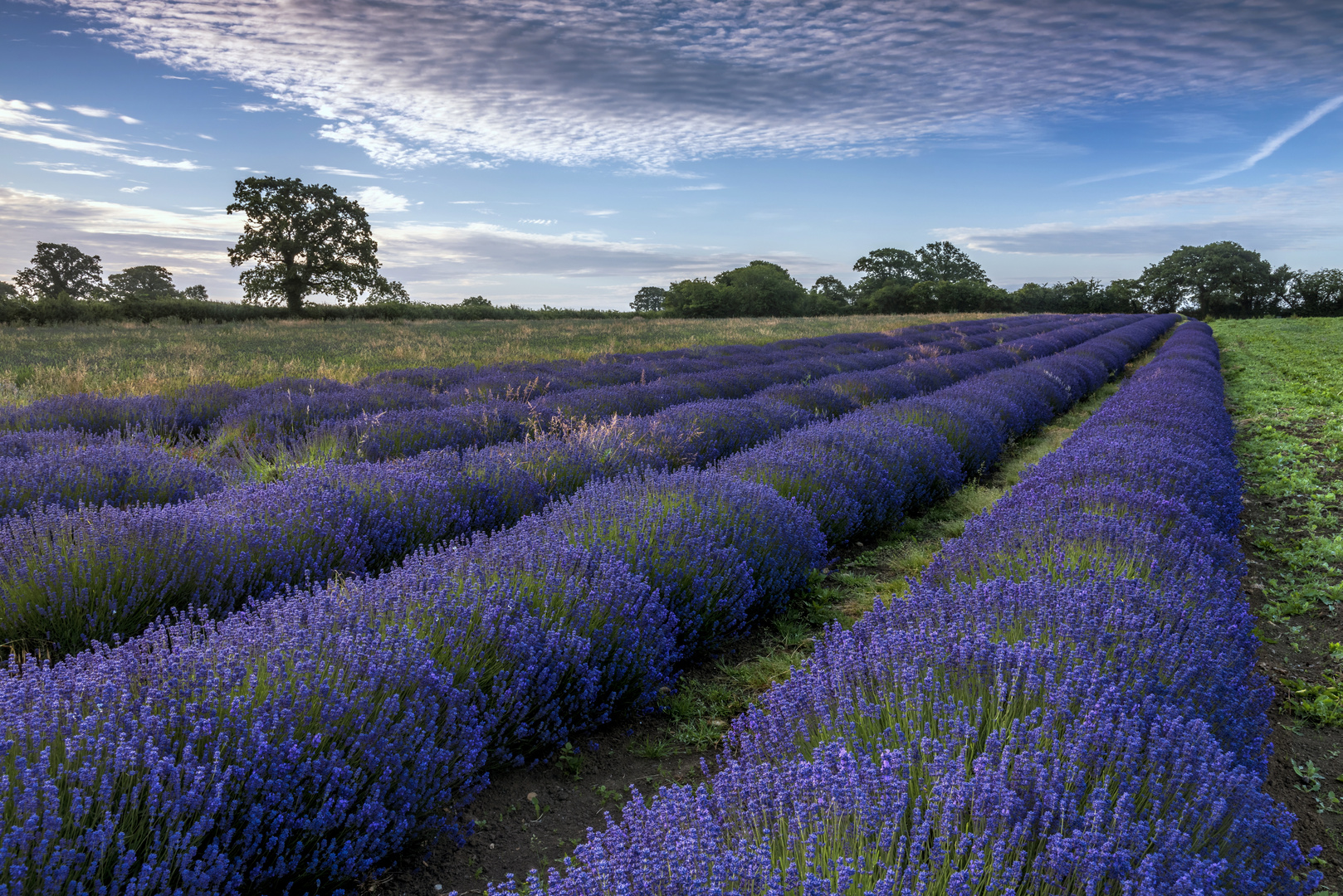 *lavender field*