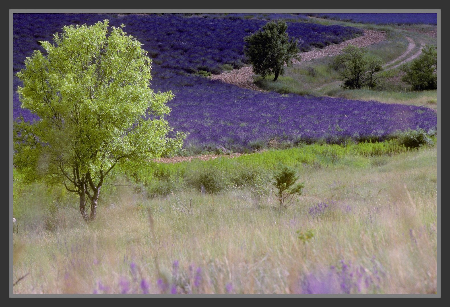 Lavender field near Castellane