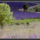 Lavender field near Castellane