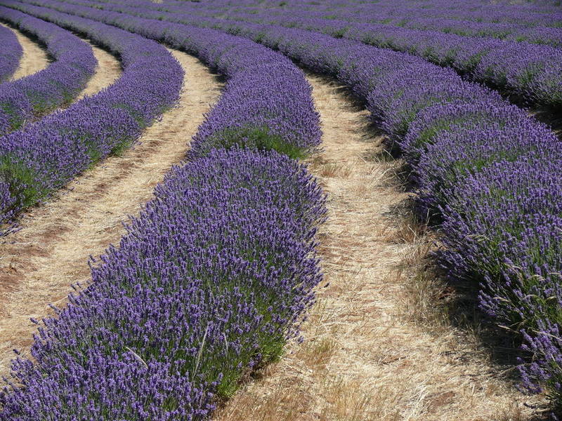 Lavender Field, Tasmania