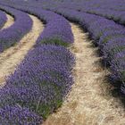 Lavender Field, Tasmania