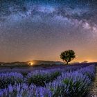 Lavender field under the Milky Way Arch