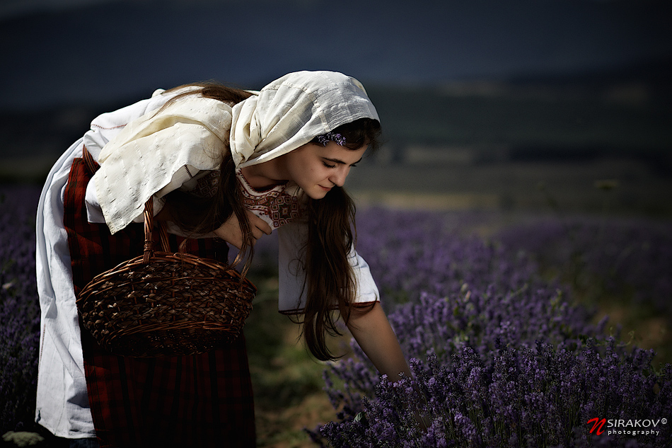 Lavender Fields (1)