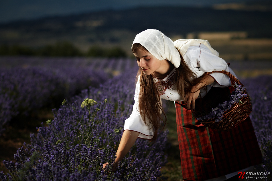 Lavender Fields