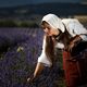 Lavender Fields