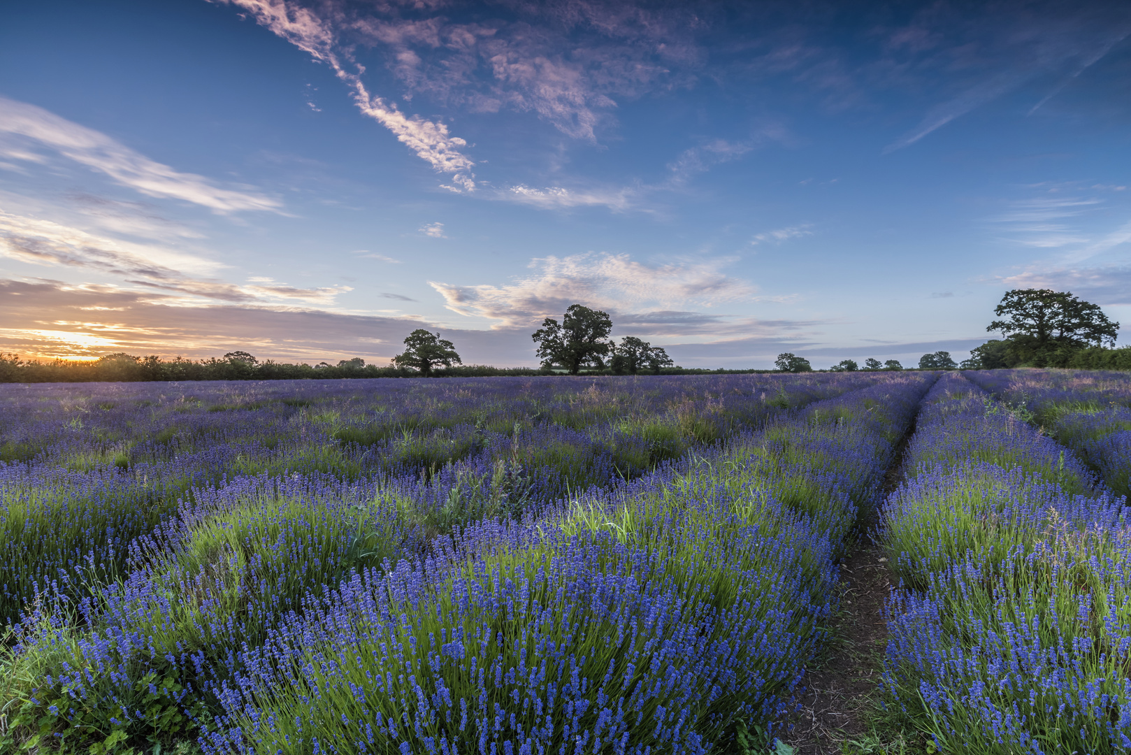 *lavender fields*