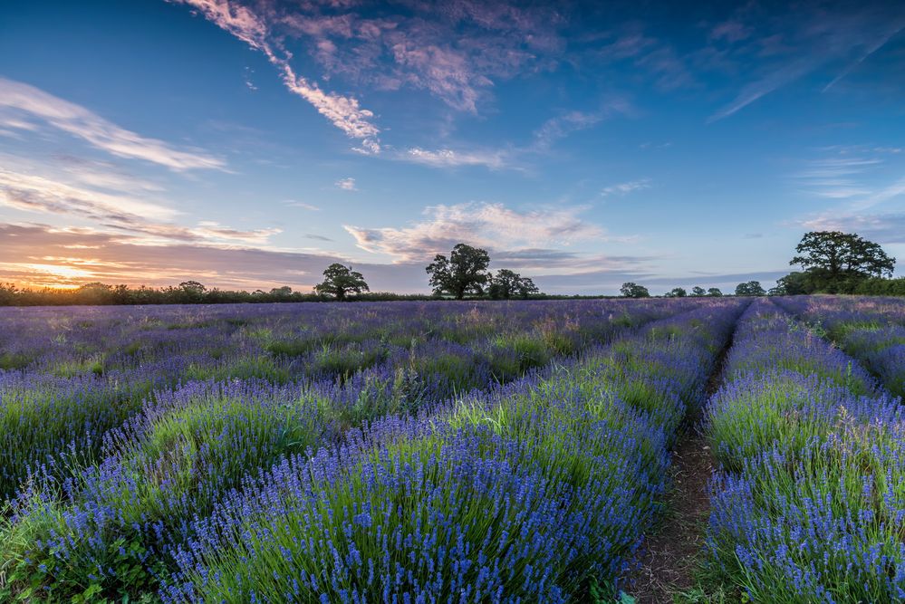 *lavender fields*