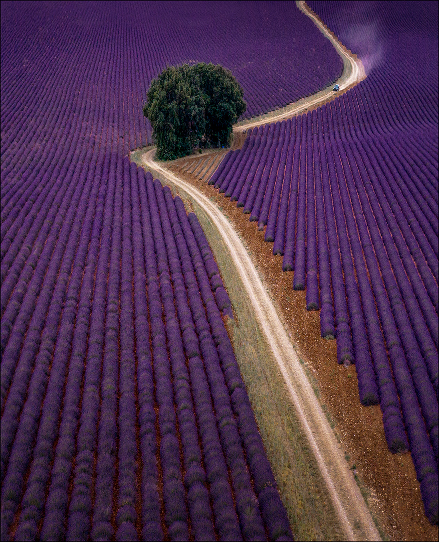 Lavender fields