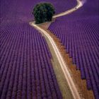 Lavender fields