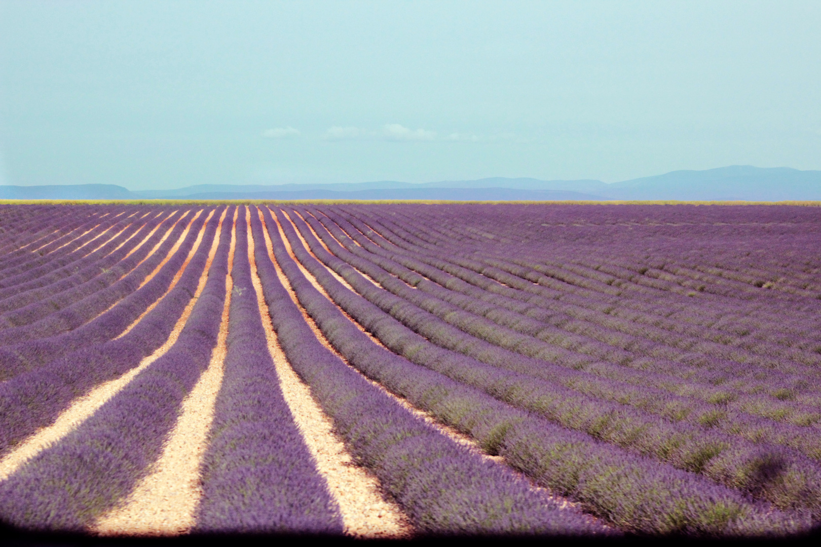 Lavender fields forever