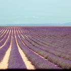 Lavender fields forever