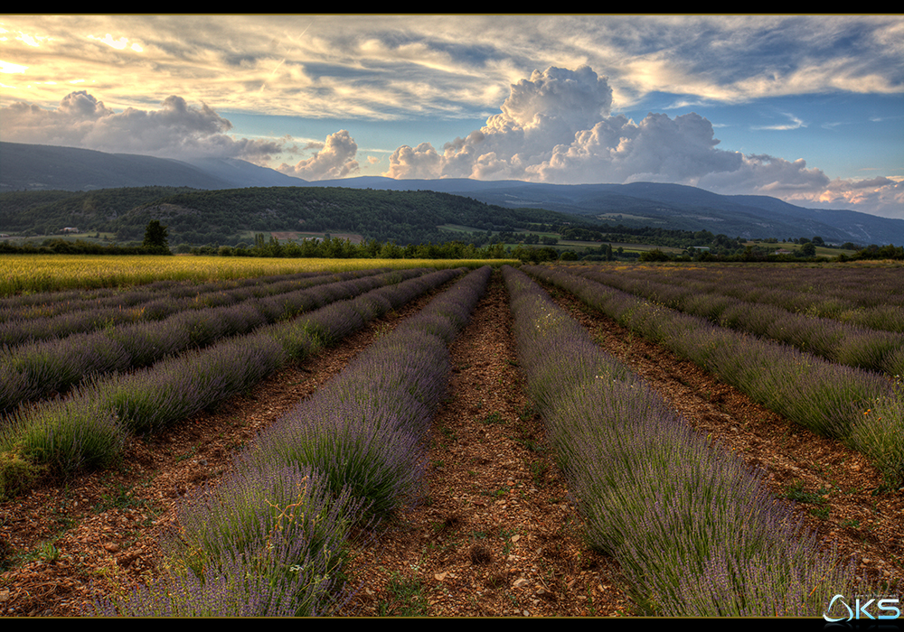 Lavender fields in Provence