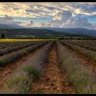 Lavender fields in Provence