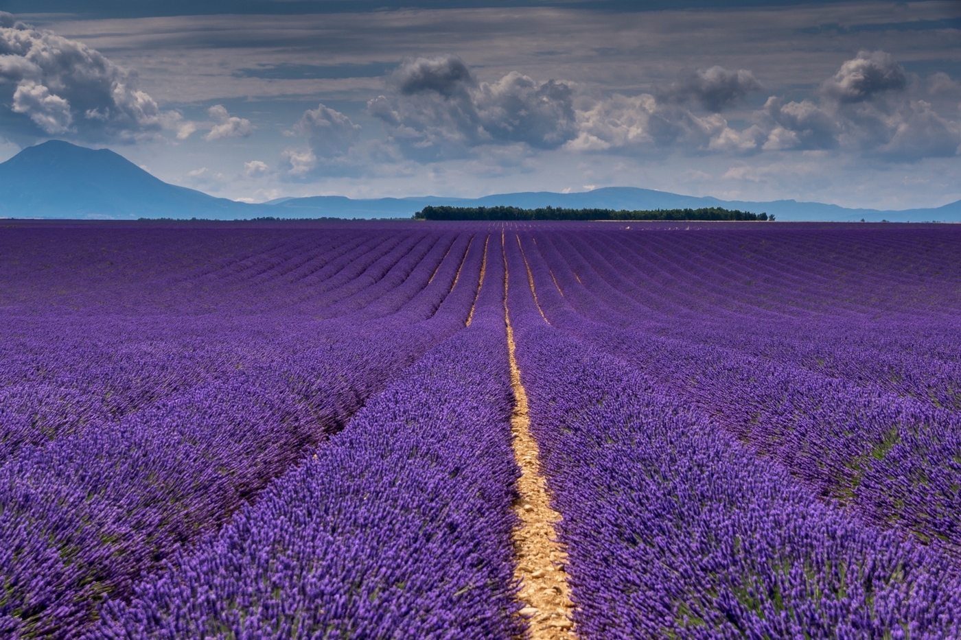 Lavender fields IV