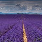 Lavender fields IV