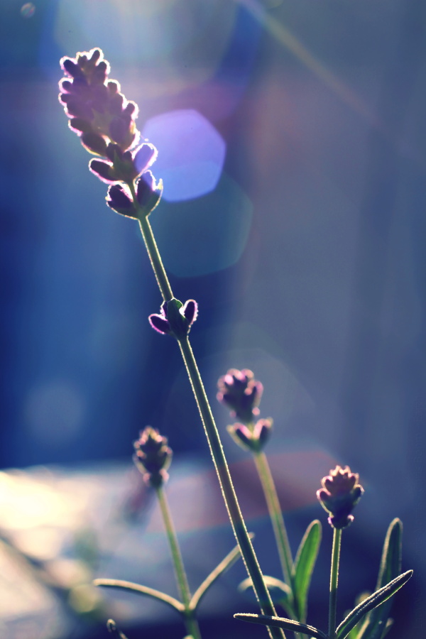 Lavender in the sun