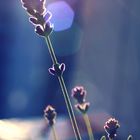 Lavender in the sun