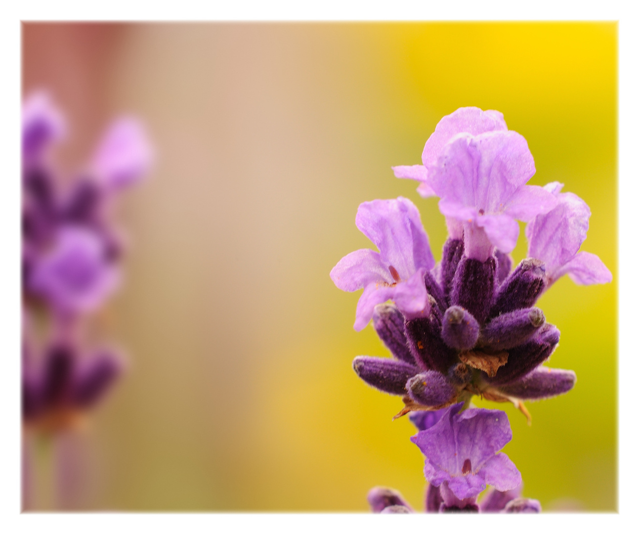 lavender on yellow