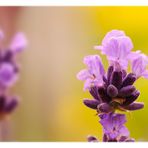 lavender on yellow