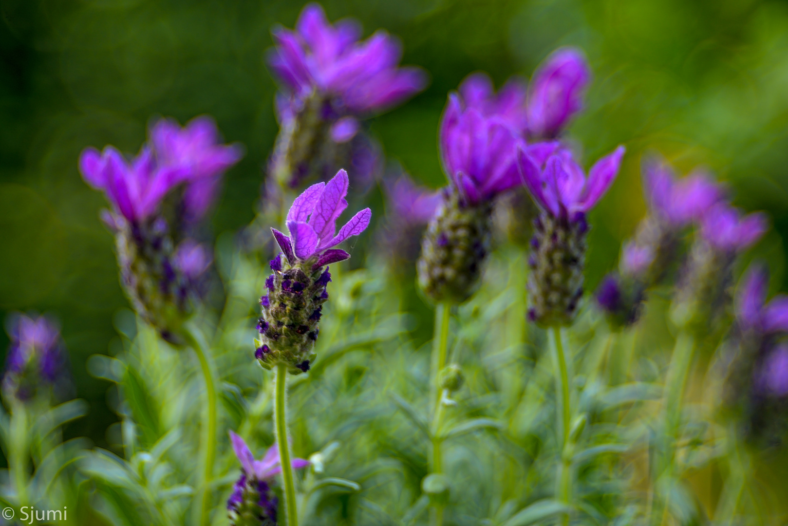 Lavender picturesque