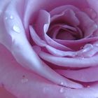 Lavender Rose