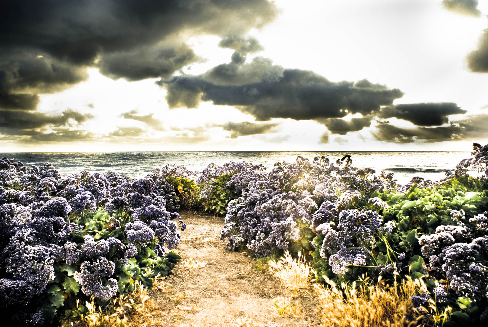 lavender sea