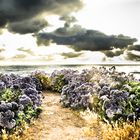 lavender sea