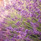 Lavender shower