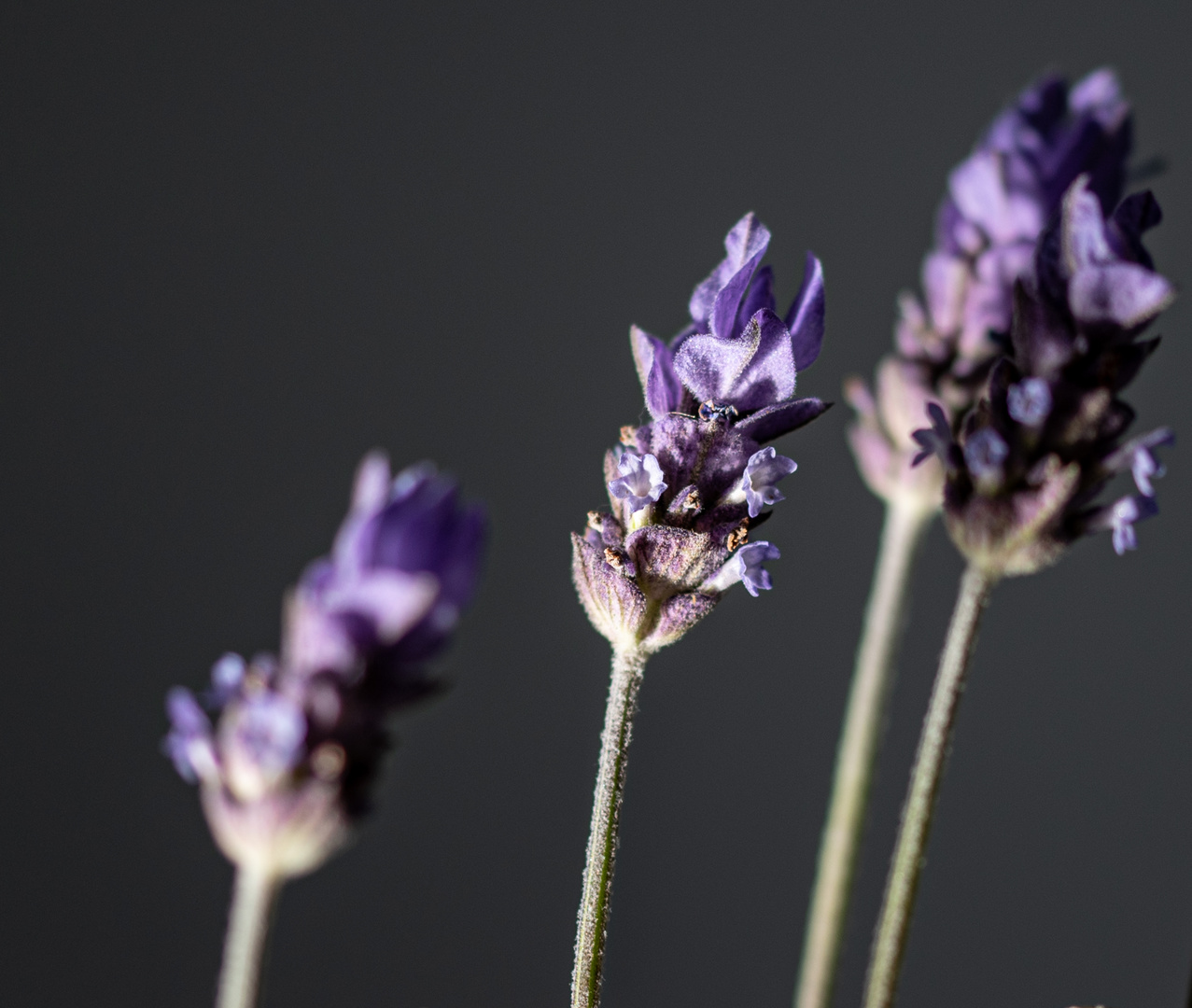 Lavender stems