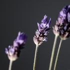 Lavender stems