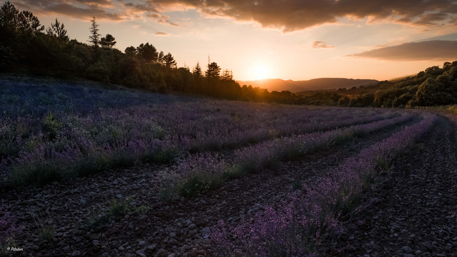 Lavender Sunset