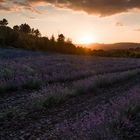 Lavender Sunset