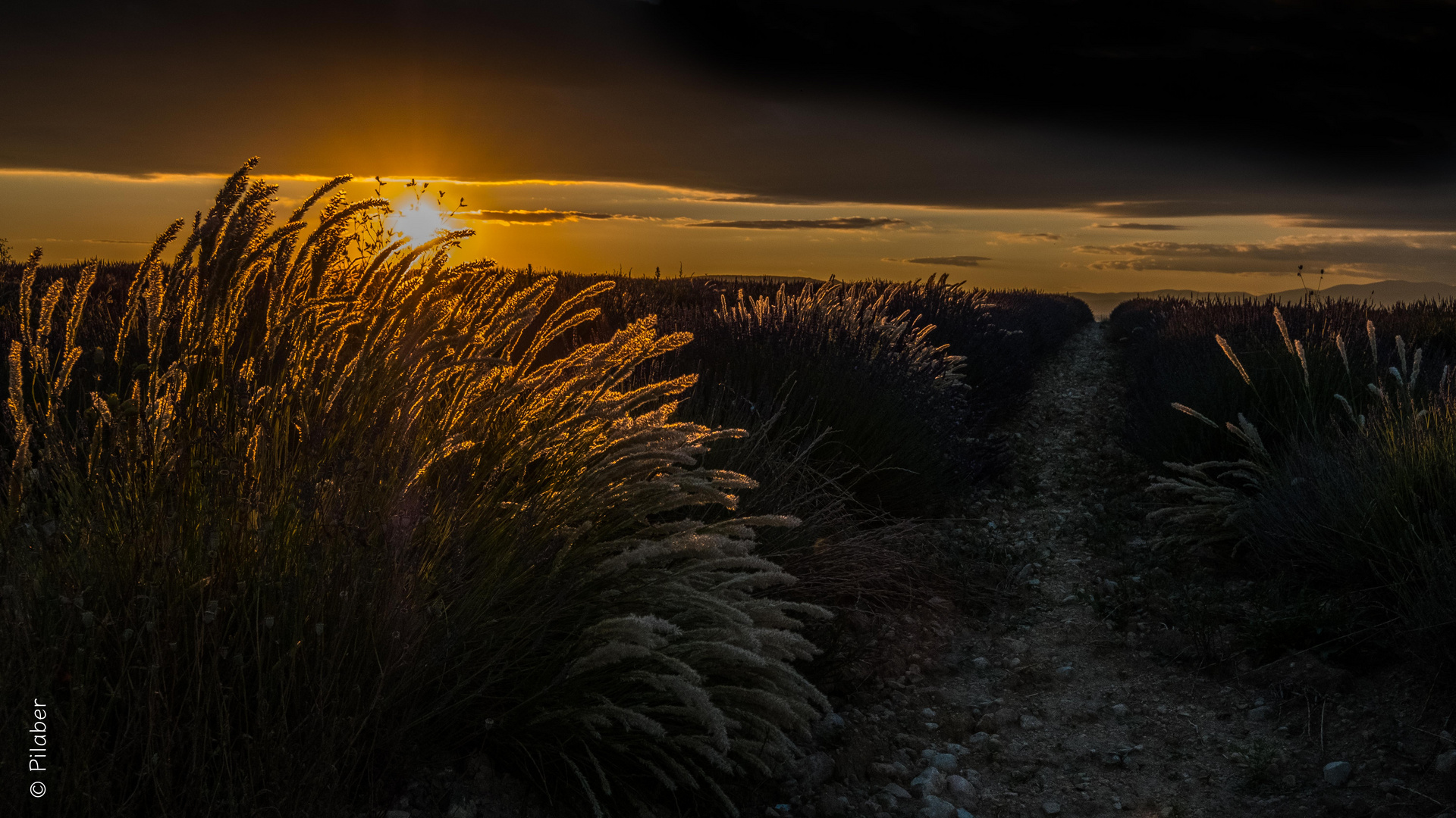 Lavender sunset