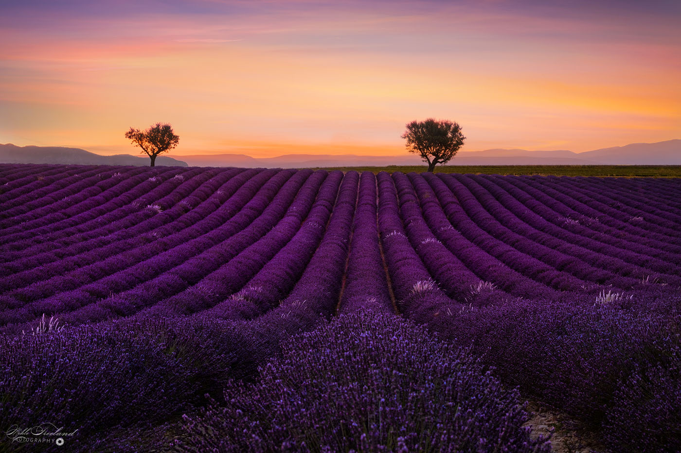 Lavender Sunset. Two Trees